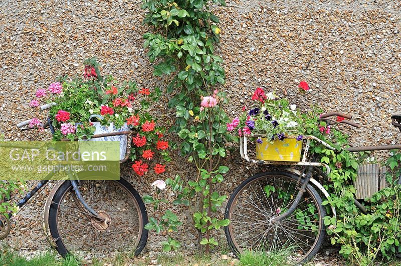 Display of summer flowers planted around and in old bicycles, Norfolk, UK, July