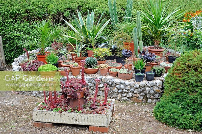 Raised bed with display of succulents and drought tolerant plants, with Sempervivum planter in foreground. Norfolk, UK, July