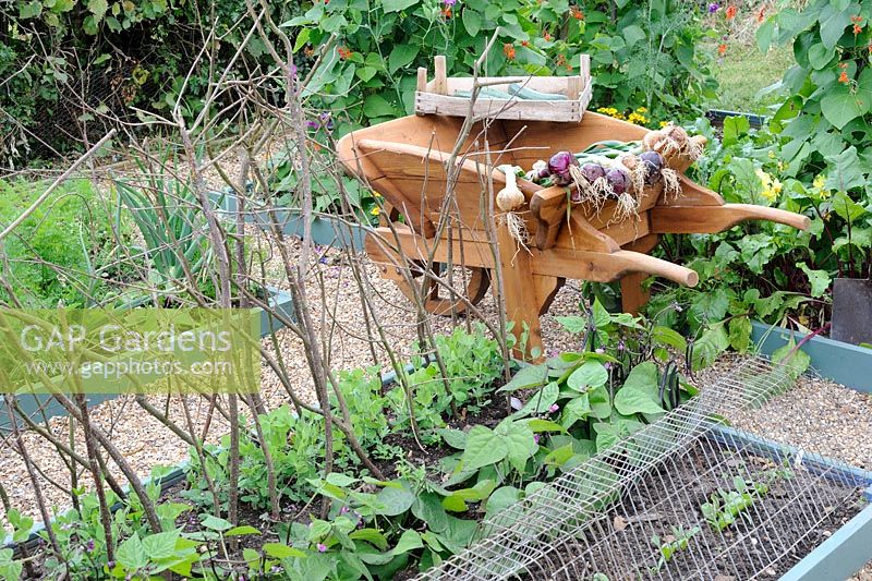 View of small vegetable garden with raised beds, showing wooden wheelbarrow and harvested Onions. Norfolk, UK, July