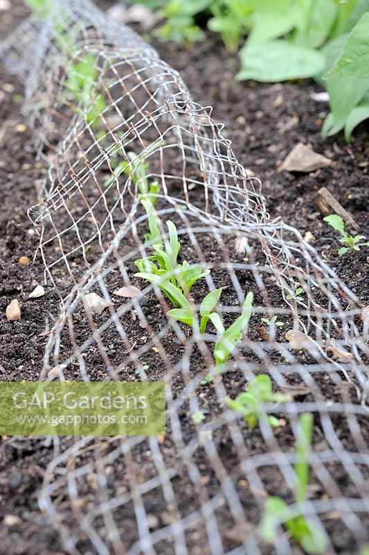 Spinach 'Picasso' seedlings protected by wire netting, Norfolk, UK, July