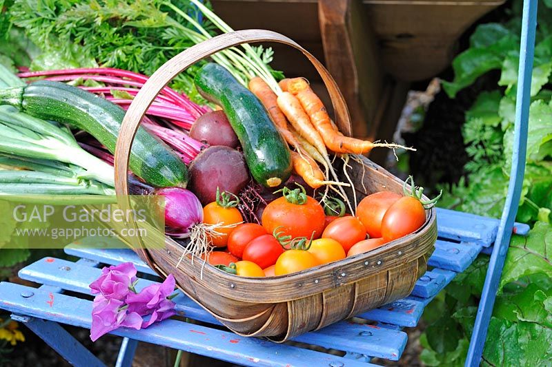 Summer Vegetable Harvest. Wooden trug on chair with Beetroot, Carrots, Tomatoes, Courgettes and Onions. Norfolk, UK, July