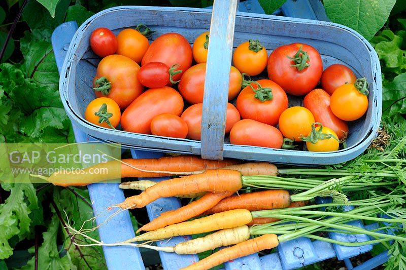 Organic Carrots and Tomatoes in blue trug on garden chair. Norfolk, Uk, July