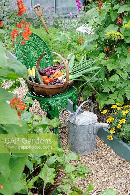 Summer Vegetable Harvest. Wooden trug on cast iron chair with Beetroot, Carrots, Courgettes, French Beans and Onions. Norfolk, UK, July
