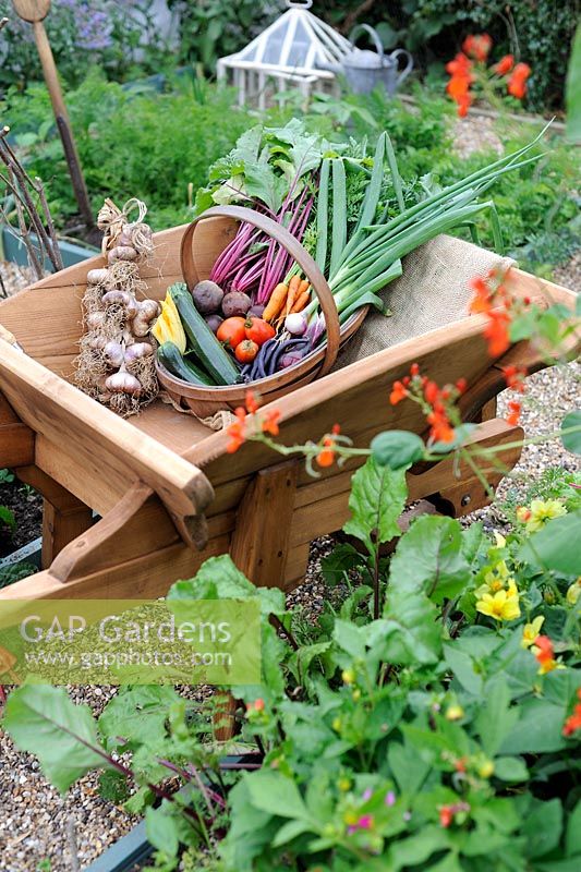 Summer Vegetable Harvest. Wooden trug in wheelbarrow with Garlic, Beetroot, Carrots, Courgettes, French Beans, Tomatoes and Onions. Norfolk, UK, July
 