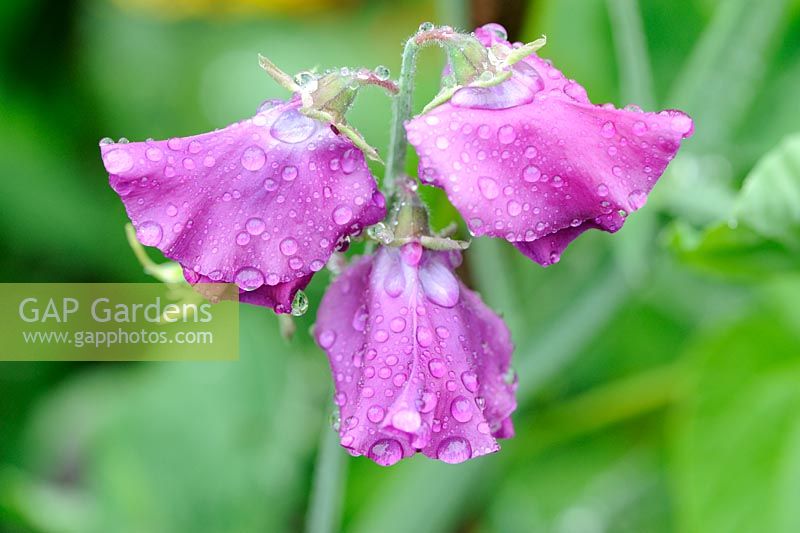 Lathyrus - Sweet Pea 'Sir Cliff' with water droplets, UK, July