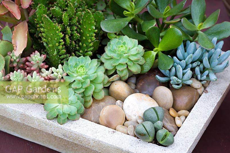 Container planting of mixed succulents