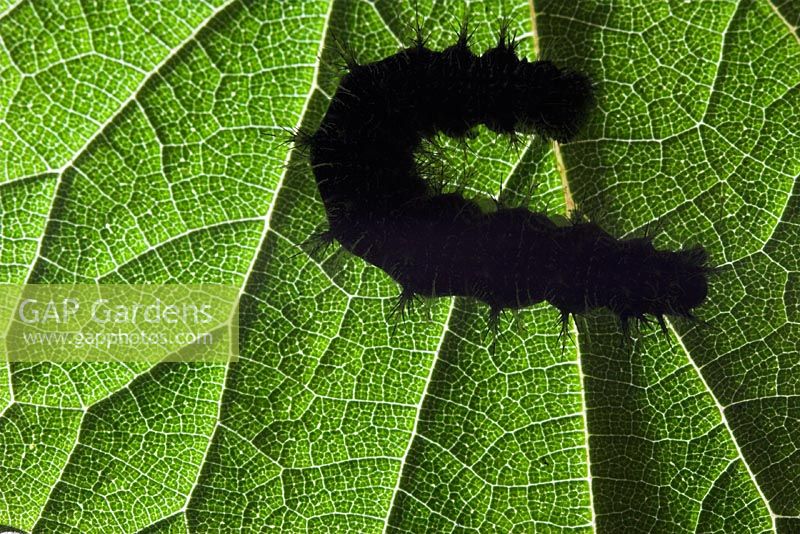 Aglais urticae - Small Tortoiseshell Caterpillar in silhouette on underside of leaf