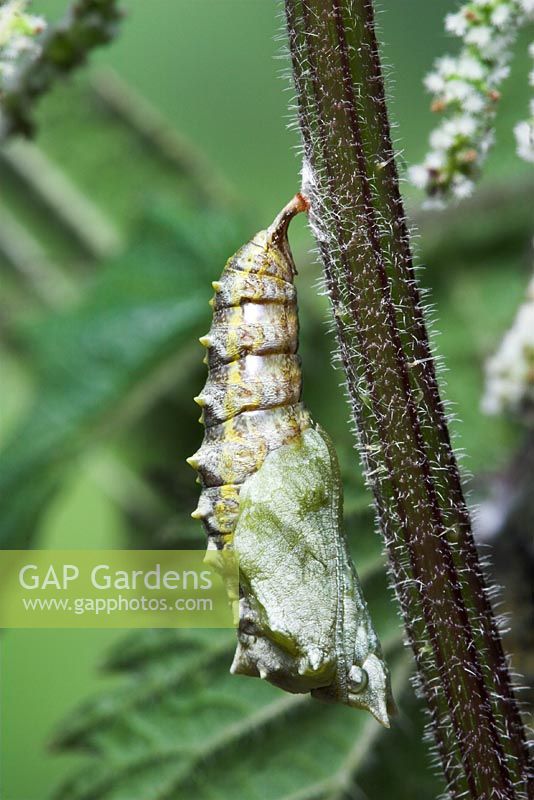 Aglais urticae - Small Tortoiseshell Butterfly Caterpillar pupating into a chrysalis