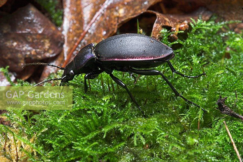 Carabus violaceus - Violet Ground Beetle