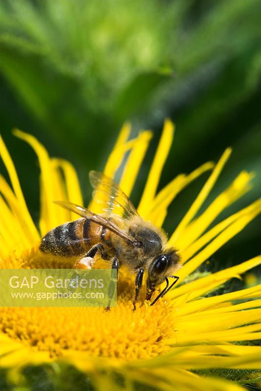 Apis mellifera - Honeybee feeding on yellow flower. Sussex, UK
