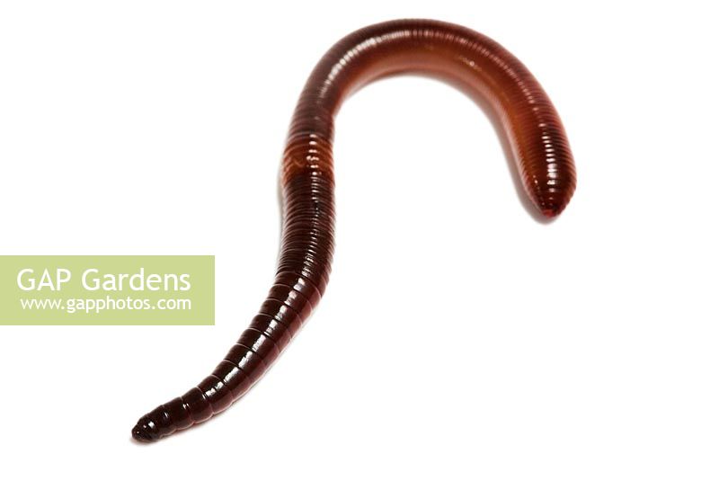 Lumbricus terrestris - Earthworm