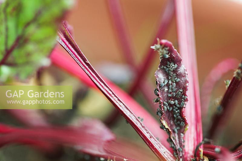 Aphis fabae - Black bean aphids on Beetroot