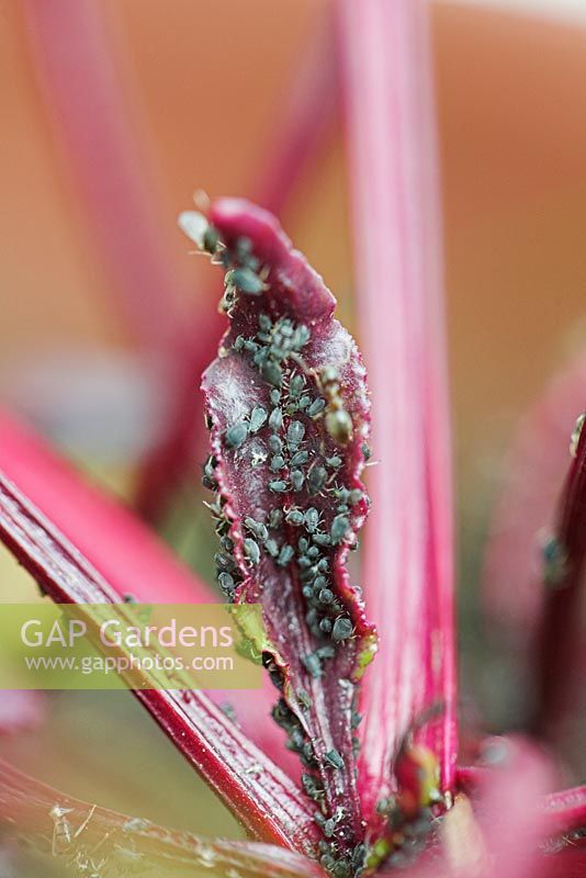Aphis fabae - Black bean aphids on beetroot