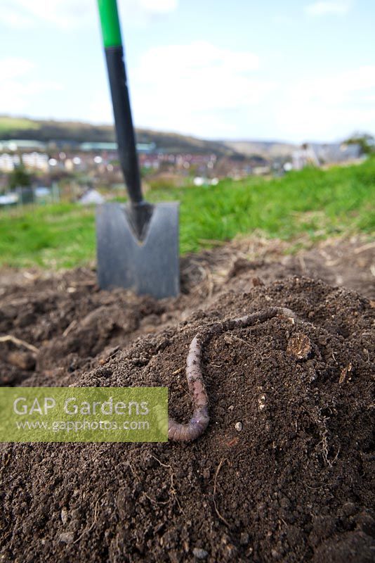 Earthworm on pile of newly dug soil