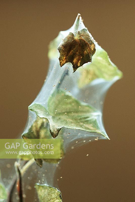 Tetranychus urticae - Two spotted Spider Mite on Hedera - Ivy