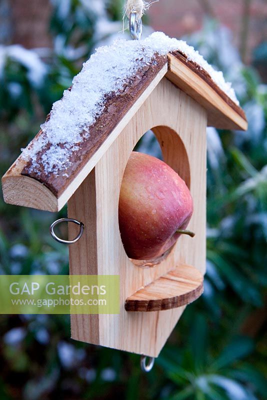 Winter feeding for birds.  Apple or fat ball bird feeder in winter