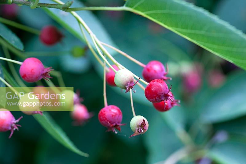 Amelanchier lamarckii berries.  Edible berries