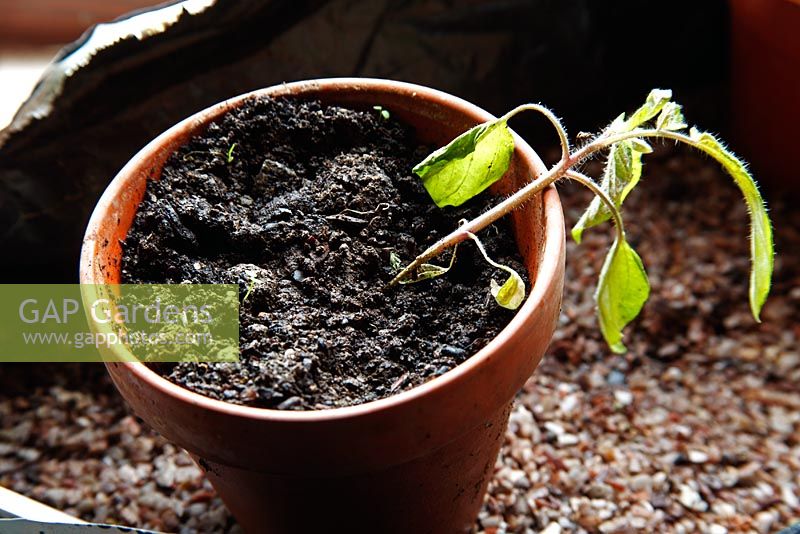 Tomato seedling with damping off
