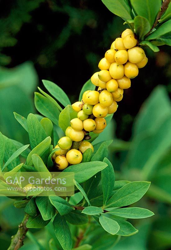 Daphne mezereum 'Alba' - Yellow berries in spring