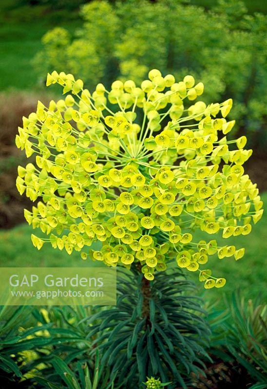 Euphorbia x gayeri 'Betten'