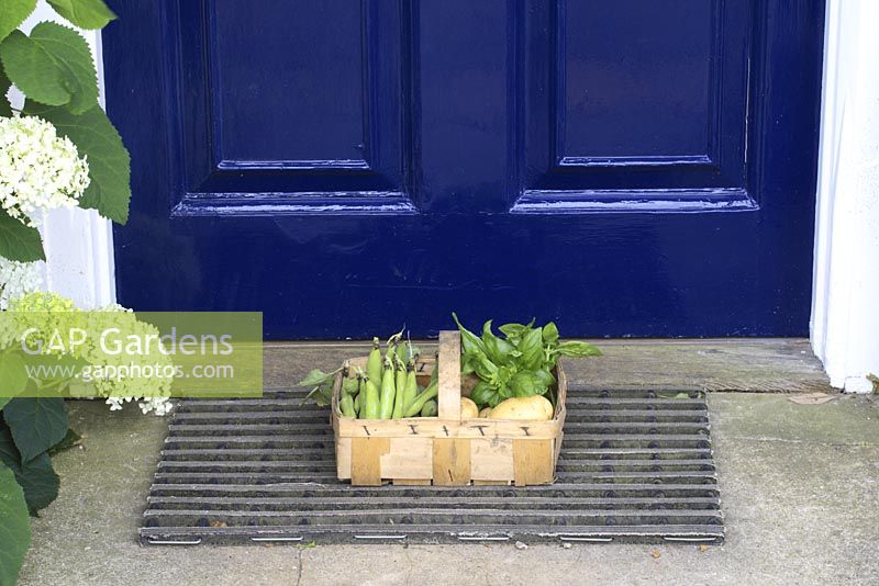 Basket of vegetables on doorstep - Broad beans, Basil and Potatoes