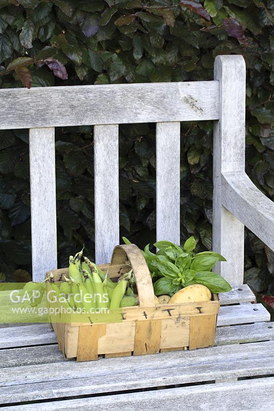 Basket of vegetables on wooden bench - Broad beans, Basil and Potatoes