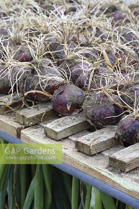 Allium cepa 'Red Baron' - Harvested onions drying in a wooden rack in polytunnel 