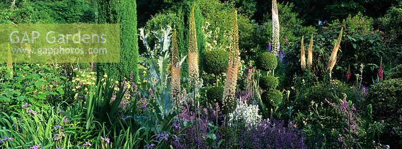 Early summer perennials, topiary and shrubs including Onopordum, Eremurus, Delphinium, Taxus, Buxus, Digitalis, Iris, Nepeta, Phlomis, Clematis and Nectaroscordum at Goulters Mill Farm, Wiltshire