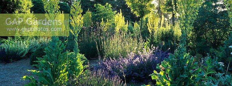 Early morning sunlight in the Herb Garden at Loseley Park with planting including Verbascum thapsus, Nepeta, Lavandula and Verbena bonariensis