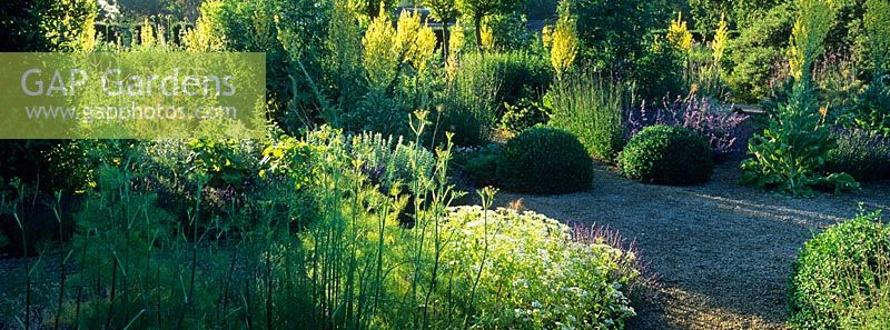 Early morning sunlight in the Herb Garden at Loseley Park with planting including Tanacetum parthenium, Foeniculum vulgare, Verbascum thapsus, Nepeta, Lavandula, Buxus - Box balls and Verbena bonariensis