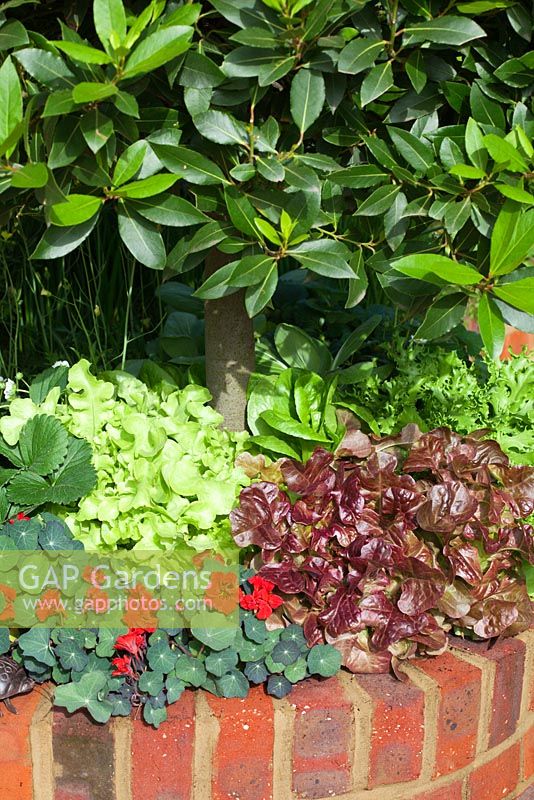 Lettuce and Tropaeolum - Nasturtium planted below Laurus nobilis. 'Food 4 Thought' - Gold Medal Winner - RHS Hampton Court Flower Show 2010 