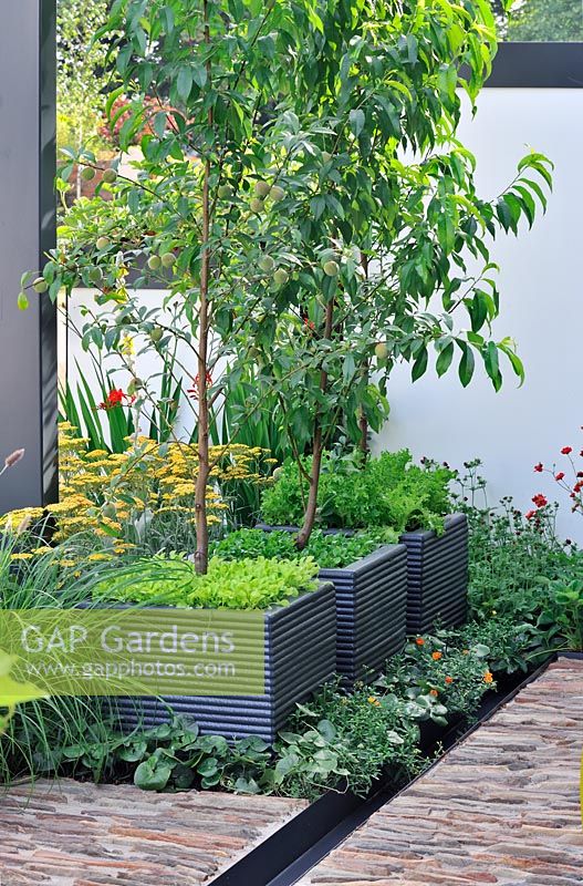 Prunus - Peach trees and Lettuce in containers. 'Food 4 Thought' - Gold Medal Winner - RHS Hampton Court Flower Show 2010 
 