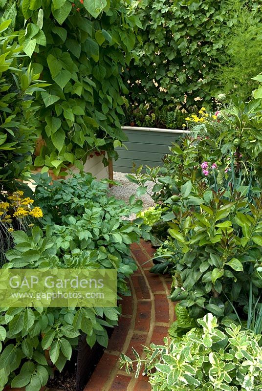 Dense planting of vegetables and herbs in small garden.  'Food for Thought' - Silver Gilt Medal Winner - RHS Hampton Court Flower Show 2010 