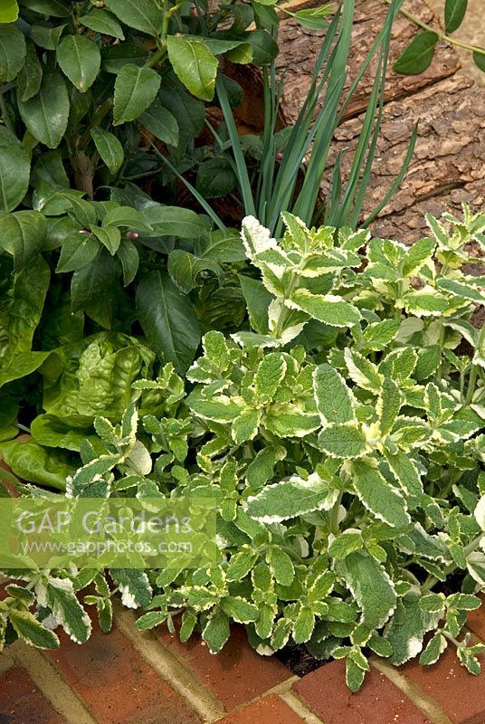 Mentha suaveolens variegata - Pineapple Mint, growing in raised brick bed. 'Food for Thought' - Silver Gilt Medal Winner - RHS Hampton Court Flower Show 2010 