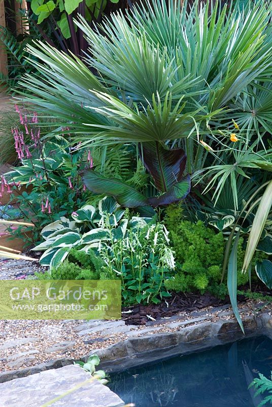Chamaerops humilis underplanted with Hosta, Asparagus meyeri and Phygellius 'Fanfare Cream' - The Yoga Garden, Bronze medal winner at the RHS Hampton Court Flower Show 2010