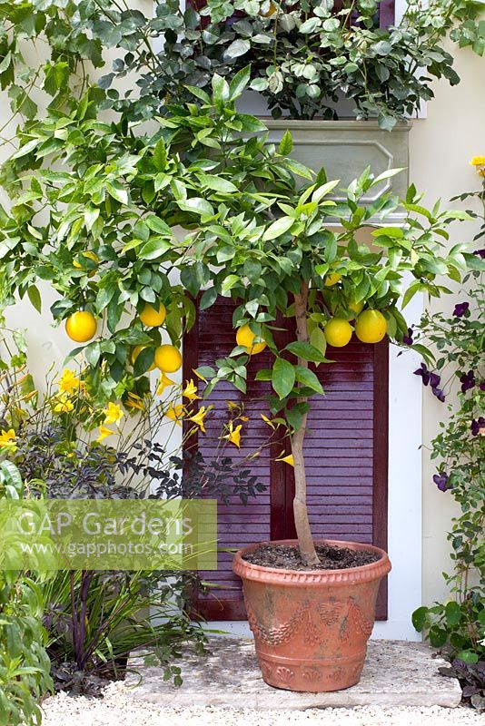 Citrus in container - Much Ado About Nothing, Silver Gilt medal winner at RHS Hampton Court Flower Show 2010
