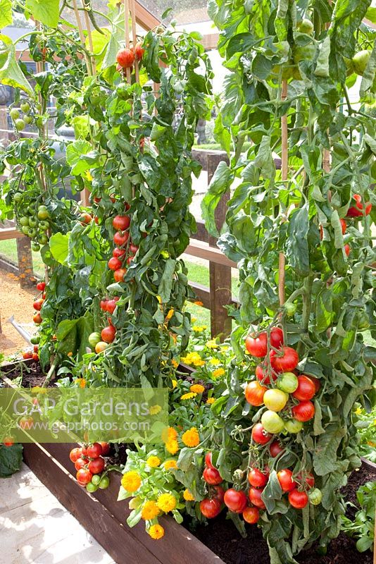 Tomatoes in containers - The Girlguiding UK Centenary Garden, Silver Gilt medal winner at RHS Hampton Court Flower Show 2010