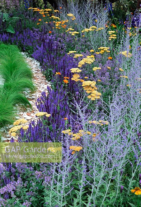 Salvia, Achillea and Perovskia. 'An Uprising of Kindness', Silver medal winner,  RHS Hampton Court Flower Show 2010
 