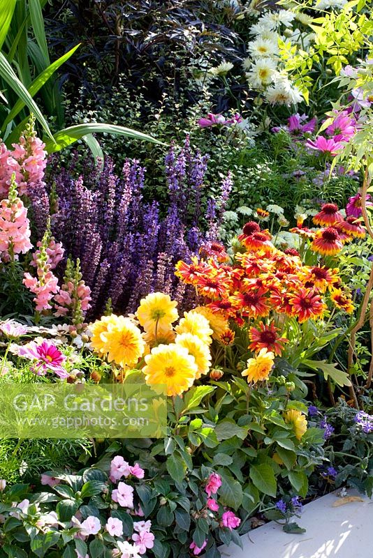 Border of Dahlia, Antirrhinum, Gaillardia, Cosmos bipinnatus, Impatiens and Salvia - 'Birchfield', Silver medal winner, RHS Hampton Court Flower Show 2010 
 