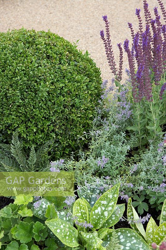 Pulmonaria, clipped Buxus ball and Salvia - 'The Combat Stress Therapeutic Garden', Silver medal winner, RHS Hampton Court Flower Show 2010 
 