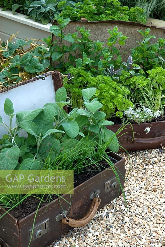 Unusual planting of herbs growing in old suitcases - Forest, RHS Hampton Court Flower Show 2010