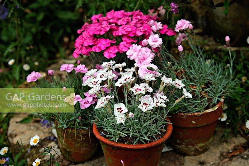 Pot grown dwarf Pinks - clockwise from back Dianthus 'Whatfield Magenta' AGM, Dianthus 'Pike's Pink' AGM, Dianthus 'Starry Eyes' AGM and Dianthus 'Little Jock'