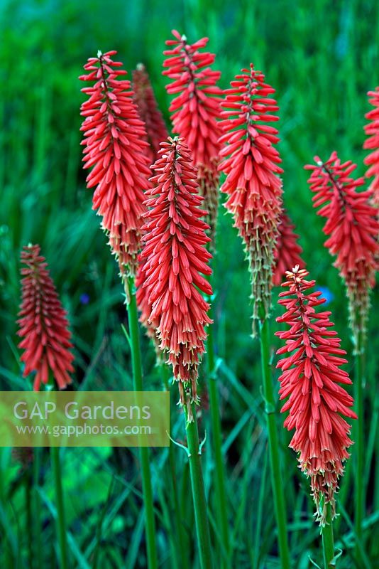 Kniphofia 'Wol's Red Seedling' - Red Hot Pokers