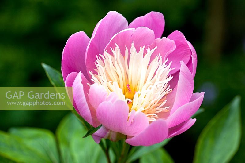 Paeonia 'Bowl of Beauty', very large anemone form at High Meadow Garden in June, Cannock Wood Staffordshire, UK
 