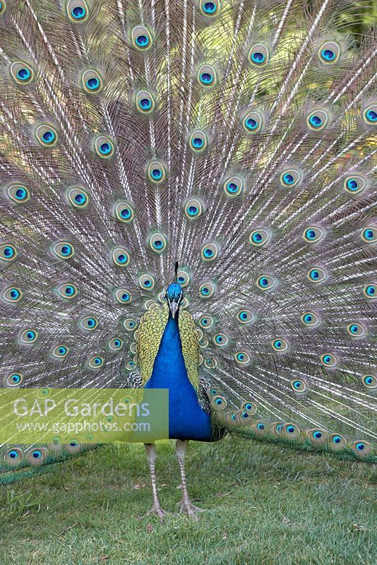 Peacock with tail feathers displayed.