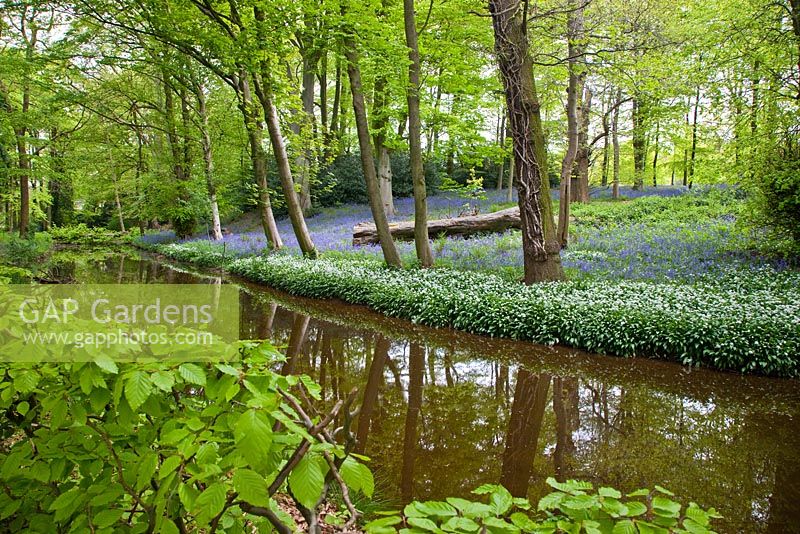 Bluebell Wood with Hyacinthoides non-scripta - Bluebells and Wild Garlic growing around Meece Brook in May at Whitmore Village, Staffordshire, UK
 