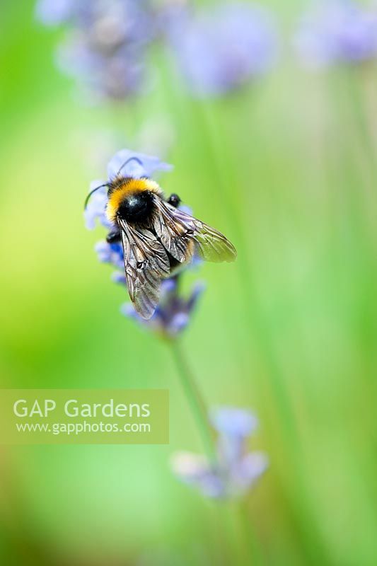 Bombus hortorum - Garden bumble bee feeding on lavender