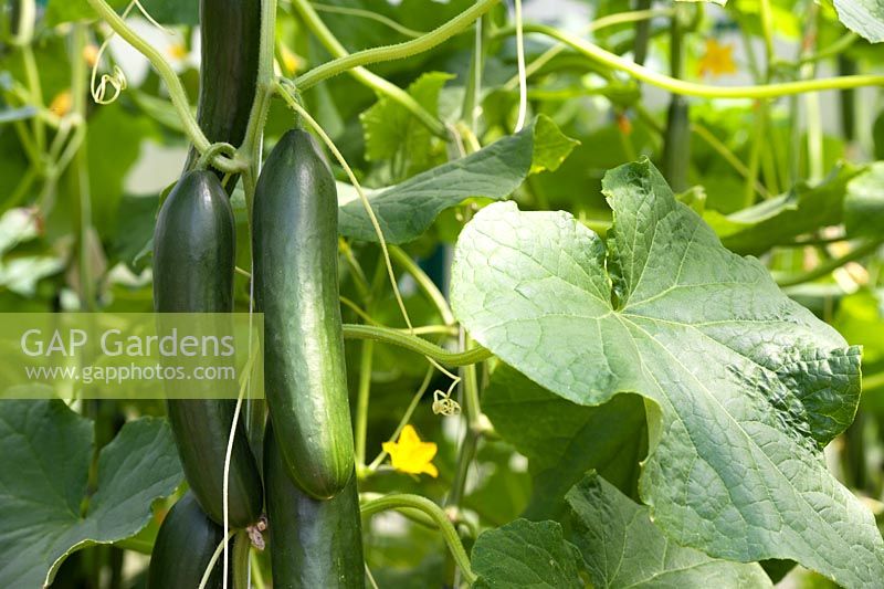 Cucumis sativus 'Byblos' - Cucumbers growing on the vine in a greenhouse