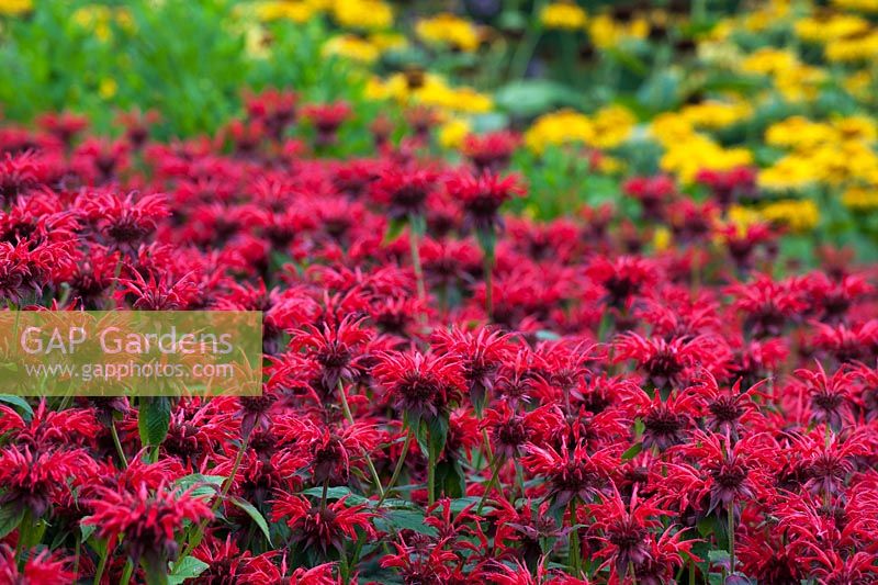Monarda 'Gardenview Scarlet' - Bergamot 