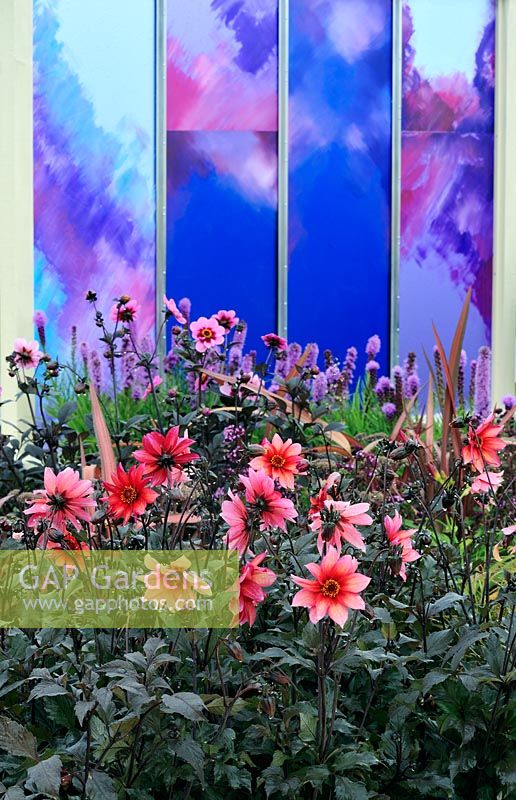 Dahlia 'Sarah' in flowerbeds with hand painted decorative panels on wall - RHS Tatton Park Flower show 2010 